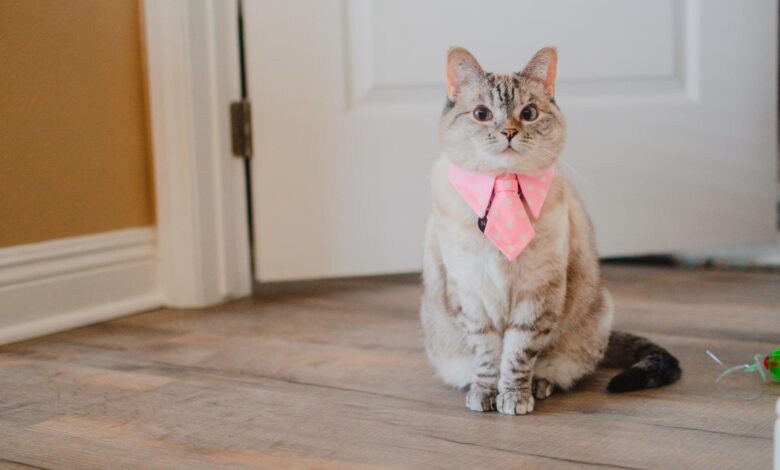 Meet Nala Cat: The Instagram Star With A Ton Of Fo – Tymoff