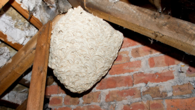 Wasp Nest Removal